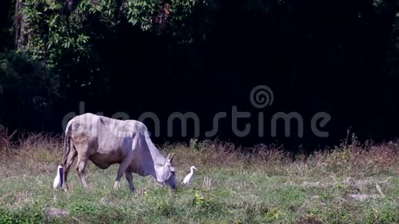 牛在白鹤附近吃草视频的预览图