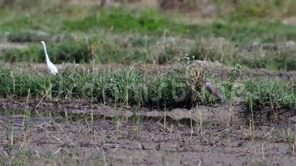 白鹤和池鹭在稻田里觅食视频的预览图