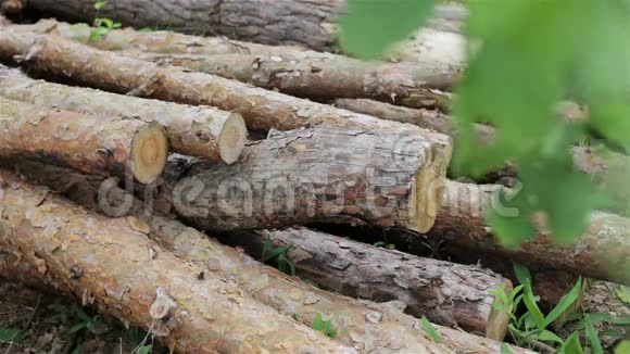 砍伐的原木躺在空地上的森林里视频的预览图