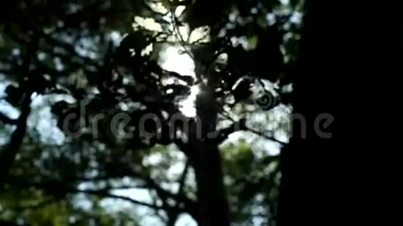 阳光透过树木和森林的树枝照射奇异植物的美丽背景视频的预览图