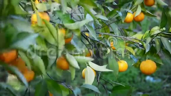 树上的橘子视频的预览图