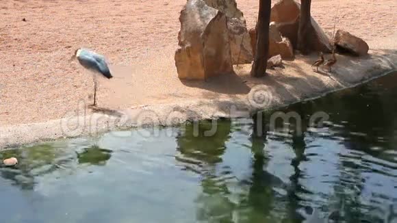 马拉布从浇水处离开西班牙巴伦西亚生物公园视频的预览图
