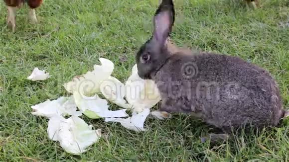 兔子吃卷心菜叶视频的预览图