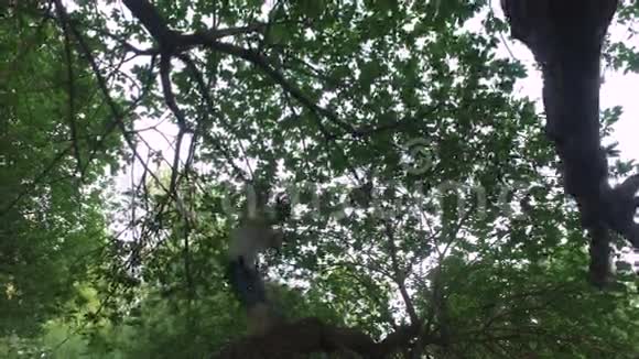 少年爬上老树这个男孩真的很喜欢爬在树上视频的预览图