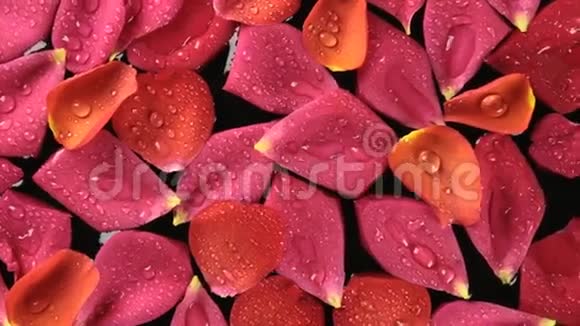 美丽的全景玫瑰花瓣带露滴水疗理念视频的预览图