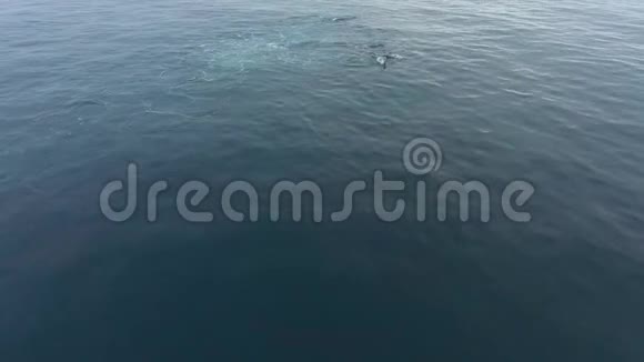 黑鲸潜入水中安德列夫视频的预览图