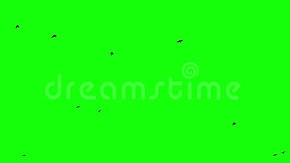 黑鸟在绿色屏幕背景上飞翔视频的预览图