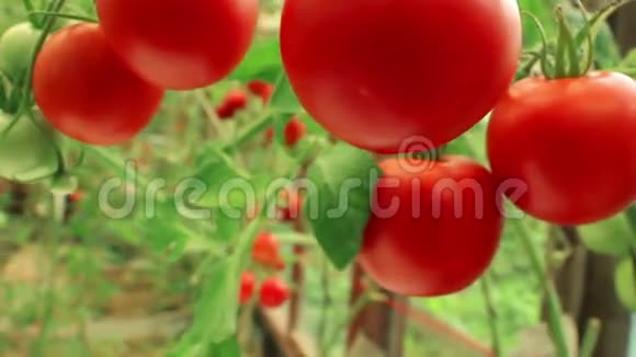 成熟番茄的枝条全景收获视频的预览图