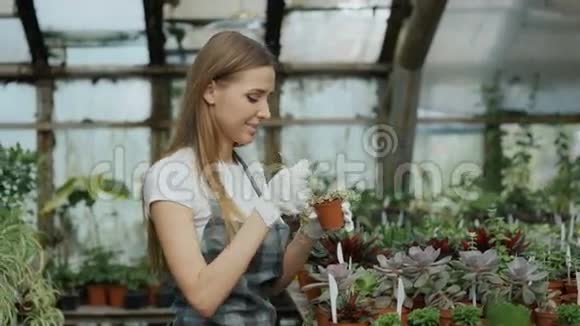穿着围裙戴着手套的年轻开朗的女人在温室里种上花草并把地松开视频的预览图