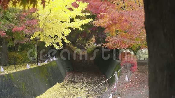 秋天落下的日本红黄枫叶视频的预览图