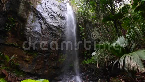 塞舌尔普拉斯林岛丛林中隐藏的瀑布视频的预览图