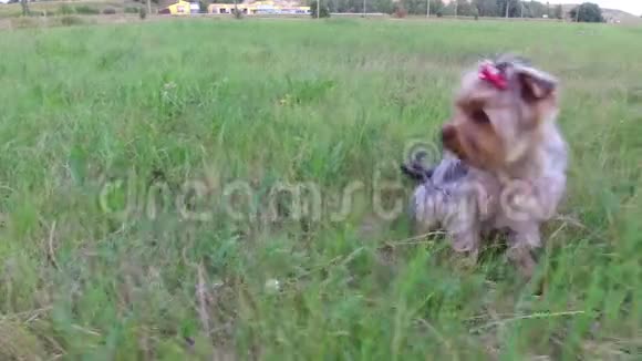 约克郡梗宠物狗坐在草地上稳定地拍摄动作视频视频的预览图