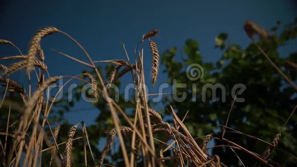 在离焦的藤蔓和蓝天的背景下麦穗视频的预览图