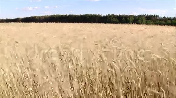 麦田在田野里成熟在阳光明媚的夏日耳朵在风中摆动视频的预览图