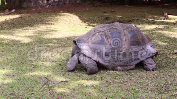 塞舌尔居里乌斯岛吃草的巨型乌龟视频的预览图
