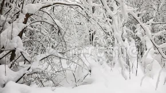 寒冷的一天在白雪皑皑的冬林里视频的预览图