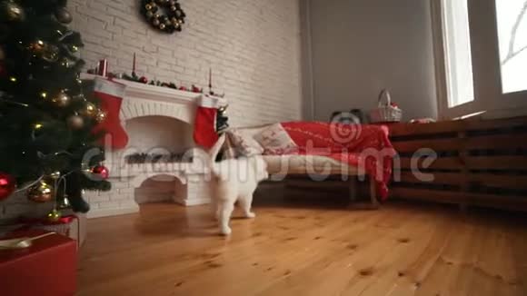 圣诞树上漂亮的白色小狗视频的预览图