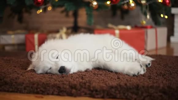 圣诞树上漂亮的白色小狗视频的预览图