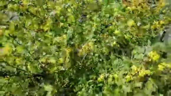 黄色花的金灿灿的灌木视频的预览图