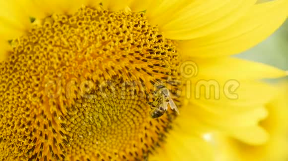 蜜蜂在向日葵上收集花粉视频的预览图