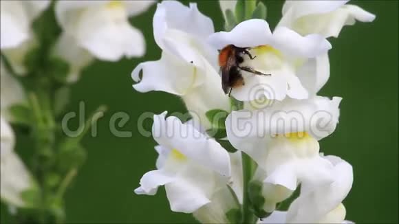 白花蛇舌草上的昆虫洛杉矶视频的预览图