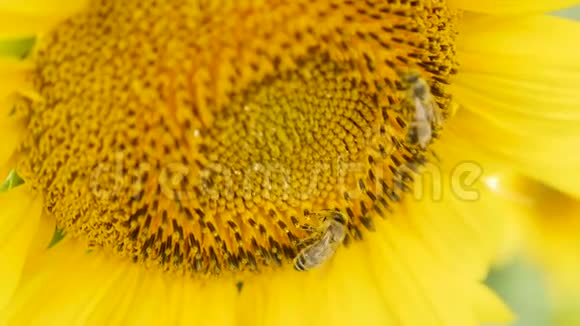 蜜蜂在向日葵上收集花粉视频的预览图