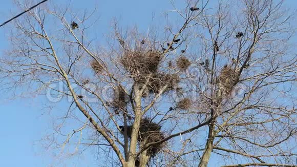 黑鸦筑巢地点在房屋上方高大树木中筑巢视频的预览图