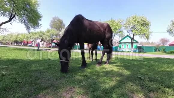 春天一匹马和一匹小马驹在村子里吃草视频的预览图