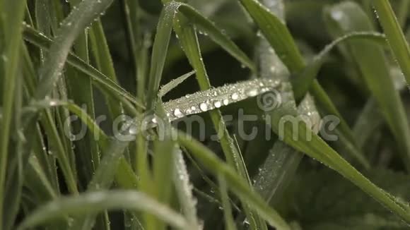 绿草和水滴视频的预览图
