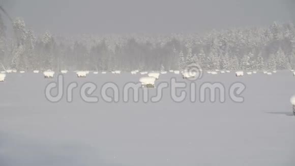雪期间乡村景观视频的预览图