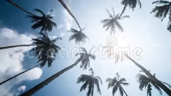 天空棕榈风热带时间间隔4K视频的预览图
