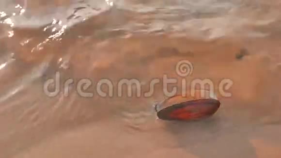 海水冲刷海滩上的贝壳视频的预览图
