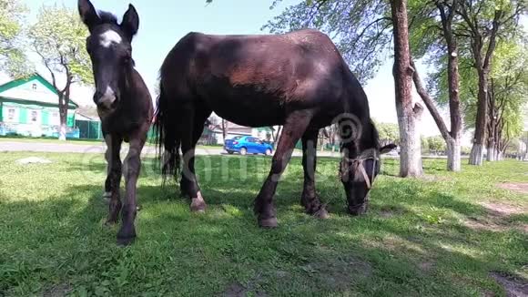 春天一匹马和一匹小马驹在村子里吃草视频的预览图