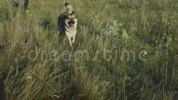 夏天雌性和她的混血狗在野外散步快乐的狗慢动作视频的预览图