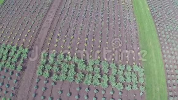 栽培植物全景图总平面图园林中心空中拍摄以上视频的预览图