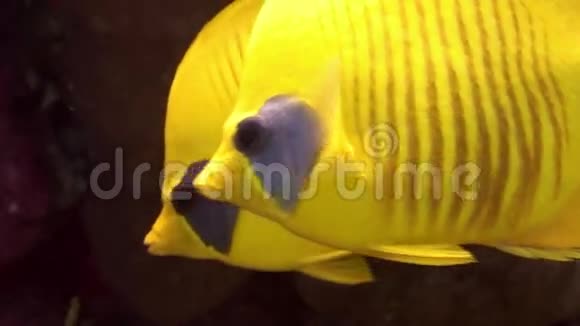 在红海珊瑚背景下的亮黄色鱼类视频的预览图