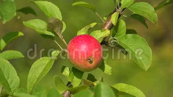 苹果树枝上成熟的苹果4K视频的预览图
