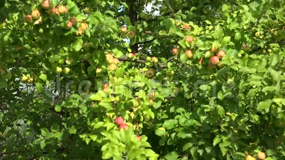 苹果树枝上成熟的苹果4K视频的预览图