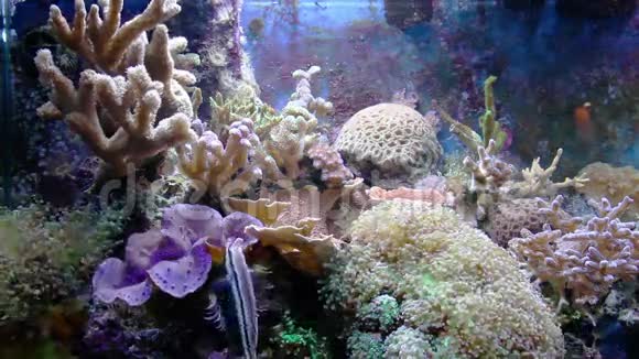 带鱼和珊瑚的水族馆视频的预览图