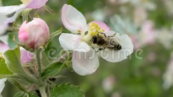 蜜蜂在苹果上开花视频的预览图