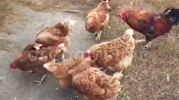 村鸡吃面包屑视频的预览图