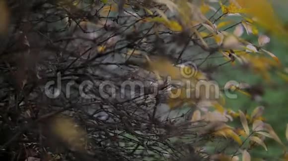秋天公园里的黄橡树叶子慢动作视频的预览图