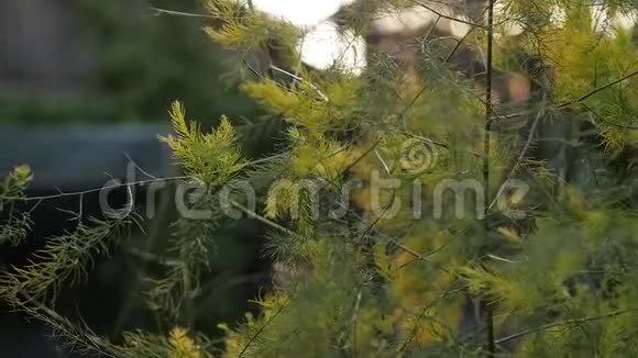 秋天公园里的黄橡树叶子慢动作视频的预览图