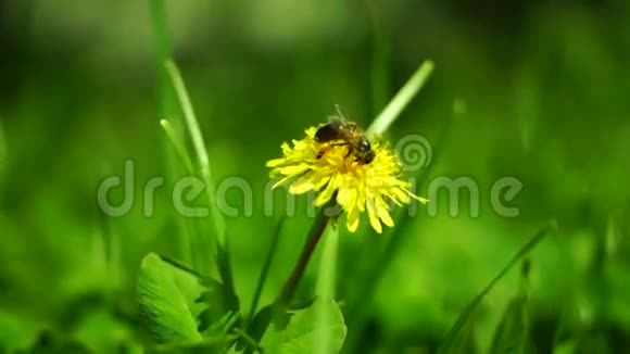 蒲公英上的蜜蜂春风里的蜜蜂视频的预览图