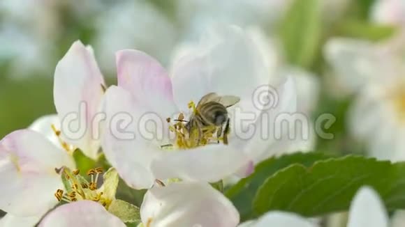 蜜蜂在苹果上开花视频的预览图
