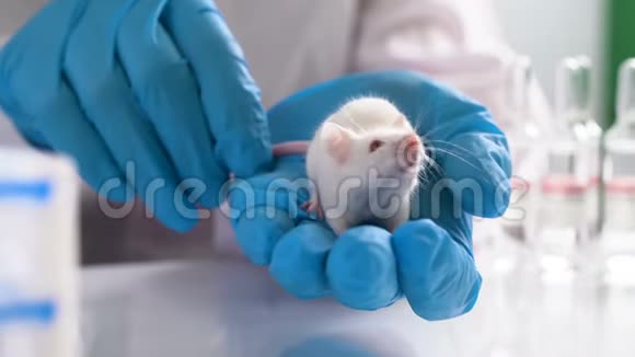 科学家手里拿着老鼠视频的预览图