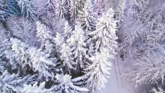 大雪中高大松树的空中拍摄视频的预览图