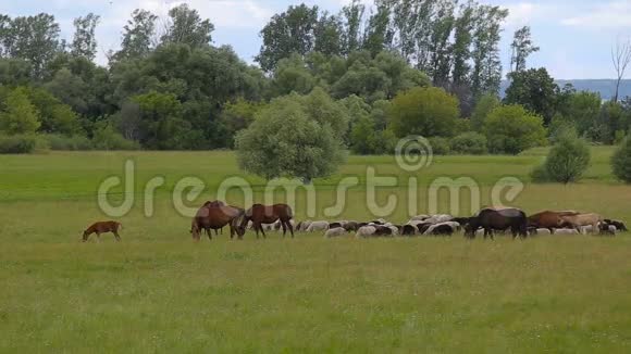 夏天牧场上的一群马一群羊在绿色的草地上视频的预览图