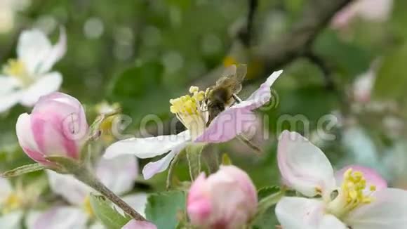 蜜蜂在苹果上开花视频的预览图