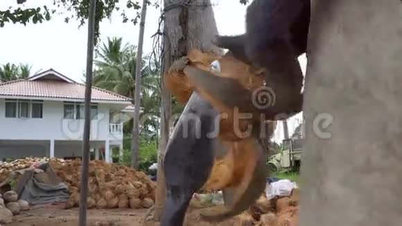 亚洲工人用矛剥椰子视频的预览图